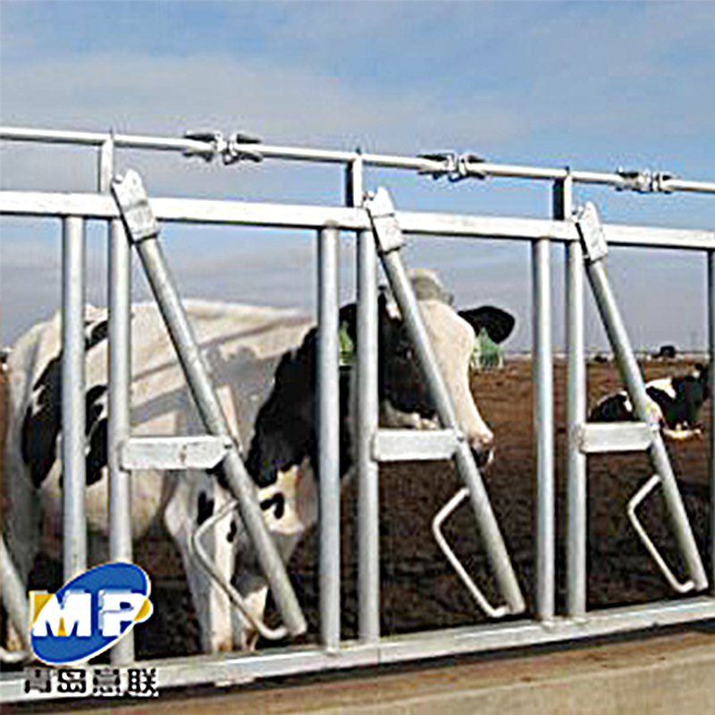 Cow Lying In The Stable